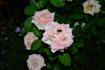 Flowers roses in the moonlight photo