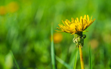 Yellow dandelion flower on a green blurred background.
