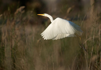 Great Egret takeoff at Asker marsh, Bahrain