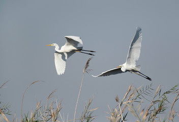 Great Egrets territory fight at Asker marsh, Bahrain