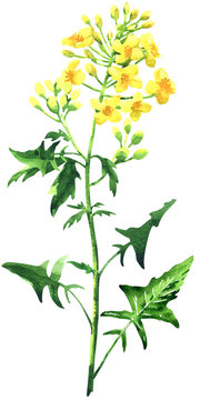 Rape blossom, flowering rapeseed canola or colza, blooming brassica napus yellow flower, plant for oil industry and green energy. isolated, hand drawn watercolor illustration on white background