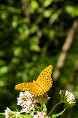 Silver-washed fritillary butterfly in natural environment, National park Slovensky raj, Slovakia