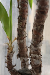 Naklejka premium Detail of Yucca Palm common indoor plant.