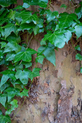 English Ivy aka Hedera Helix growing on massive tree trunk close up leaves.