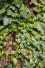 English Ivy aka Hedera Helix growing on massive tree trunk close up leaves.