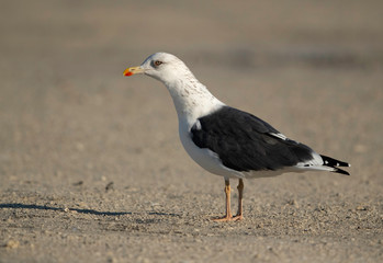 Great Black-backed Gull at Busiateen coast of Bahrain