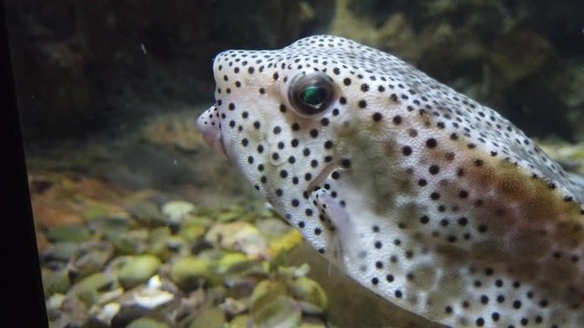 Spotted Puffer, Arothron hispidus in aquarium.