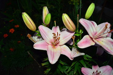 Many lilies in natural light photo