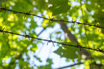 Barbed wire fence on background of green foliage