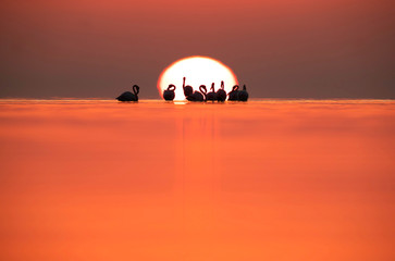 Fototapeta na wymiar Greater Flamingos and dramatic sunrise at Asker coast, Bahrain