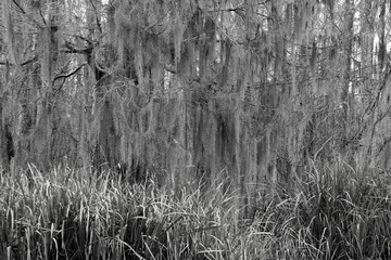 Spanish Moss in a swamp