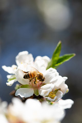 Honey bee pollinating on almond blossoms. Spingtime