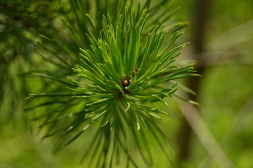 Closeup of a Christmas tree branch on a background of green grass