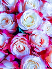 Background of fresh blooming roses