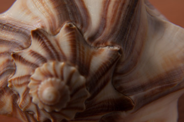 Patterns of seashell