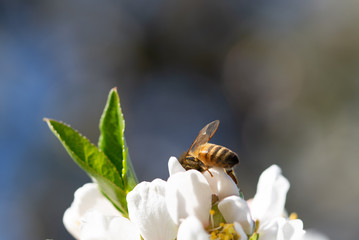 Honey bee pollinating on almond blossoms. Spingtime