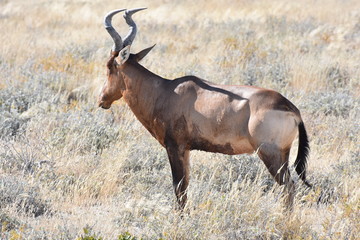 Hartebeest at Etosha National Park, Namibia