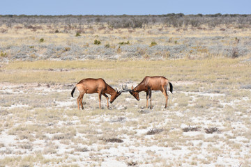 Hartebeest at Etosha National Park, Namibia