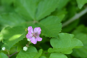 Elmleaf blackberry