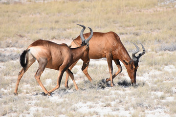 Hartebeest at Etosha National Park, Namibia