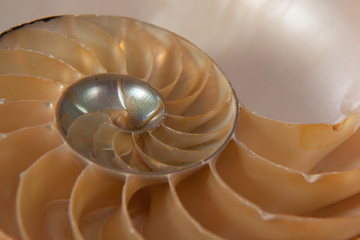 Patterns of seashell