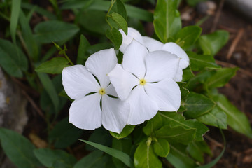 Madagascar rosy periwinkle