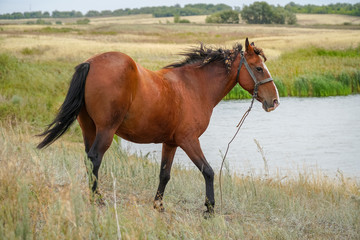 Red beautiful horse grazing alone in a meadow in front of lake