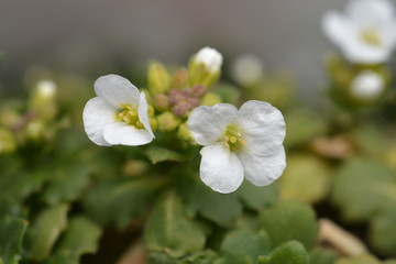 Mountain rock cress Schneehaube