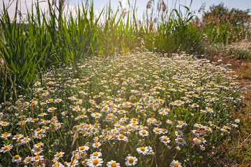 Obraz premium Meadow of flowering daisies.
