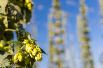 Hop field in Zatec region, Czech Republic