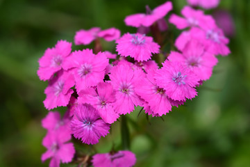 Obraz premium Sweet William