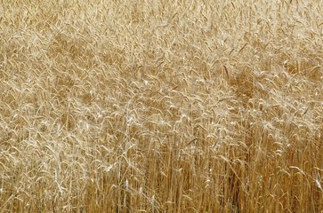 Full frame of a farmers crop of wheat grain