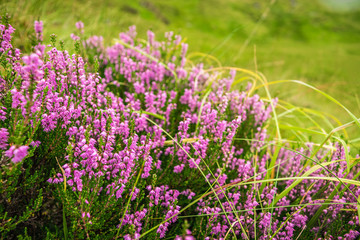 Purple Scottish heather in full bloom, blurred floral background.