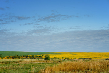 Yellow field of sunflowers in distance