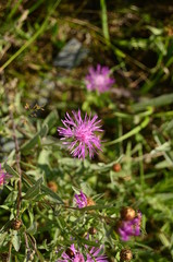Pink flower in the grass photo