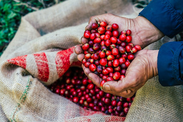 Agriculturist collecting bright red Arabica coffee beans harvested in their hands
