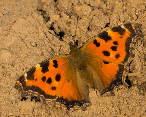 Nymphalis xanthomelas (Esper, 1781)