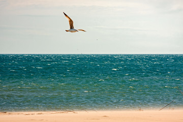 Fototapeta na wymiar A seagull flies on the lonely and windy beach by the sea.