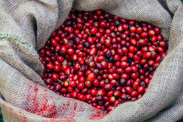 Organic red cherries, coffee beans in hemp sacks, on green grass, coffee beans, berries