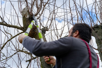 Mid adult caucasian man pruning fruit trees in his garden. Male gardener using pruning shears....