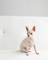 Cute tiny Chihuahua dog poses on white living room sofa in natural light with room for text