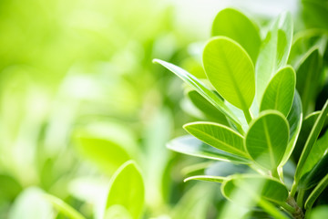 Beautiful nature view of green leaf on blurred greenery background in garden and sunlight with copy space using as background natural green plants landscape, ecology, fresh wallpaper concept.