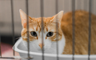 White and light brown cat that is locked in a cage and stares