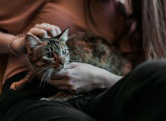 Black and reddish brown cat with green eyes that is in a woman's lap and is caressed