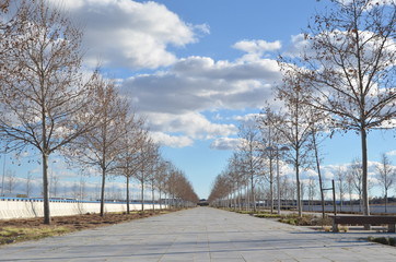 Empty sidewalk with leafless trees on the sides and blue sky with clouds.