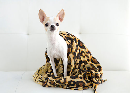 Tiny white dog wrapped in glamour animal print scart on white sofa like a movie star