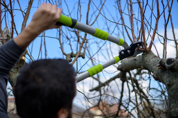 Mid adult caucasian man pruning fruit trees in his garden. Male gardener using pruning shears....