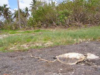 Fototapeta premium apres le cyclone Dean