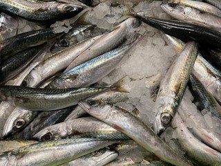 Obraz premium fresh sea fish ready for sale
