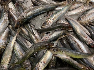 Obraz premium fresh sea fish ready for sale
